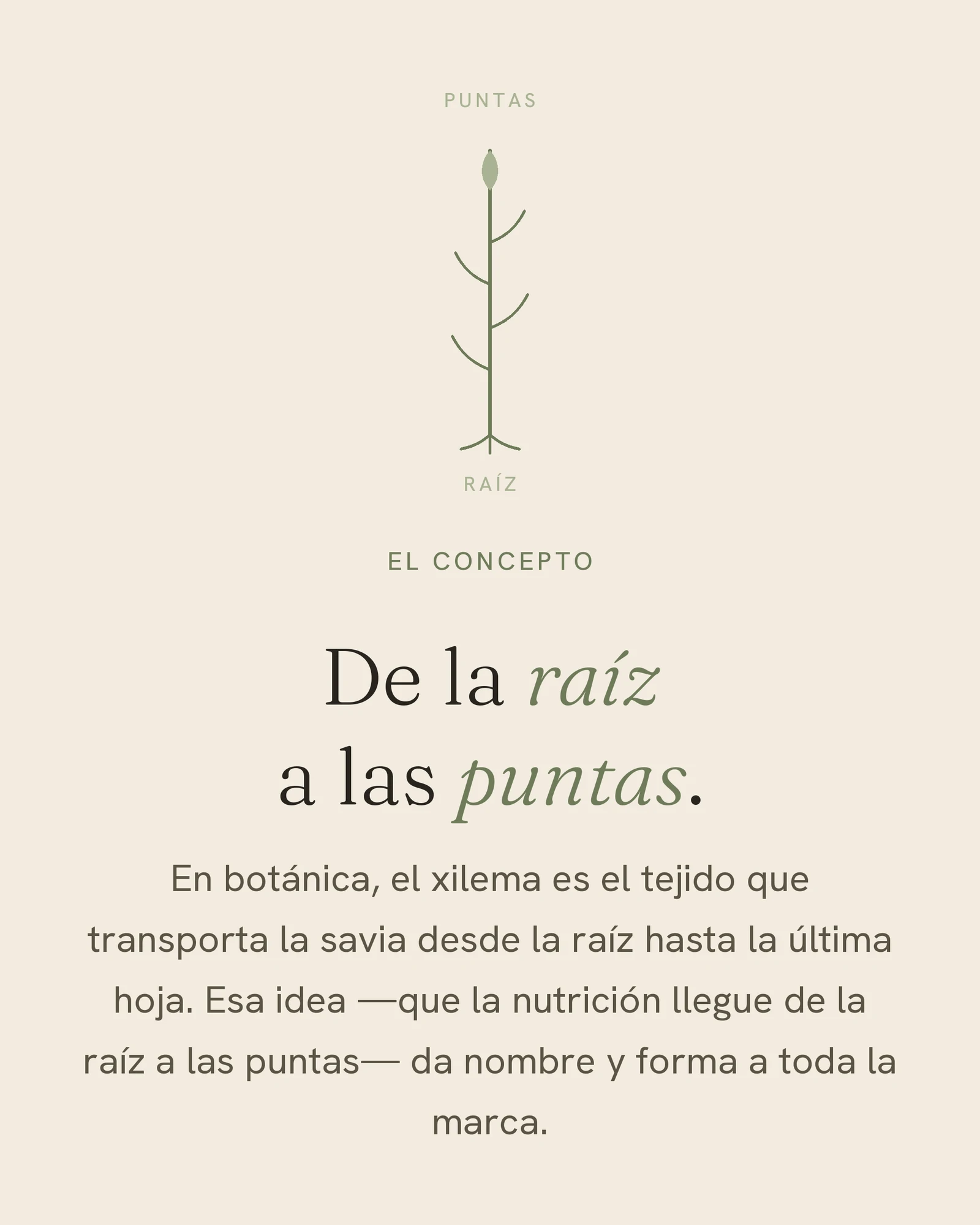 Xilema — imagen 4